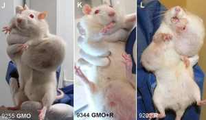 GMO-fertőzött kukoricával etetett patkányok - 80% fölötti arányban alakult ki rosszindulatú daganat